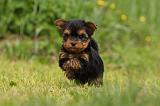 YORKSHIRE TERRIER 603